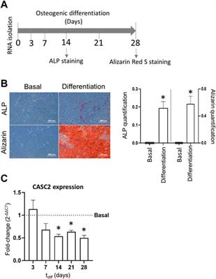 Long non-coding RNA CASC2 regulates osteoblasts matrix mineralization